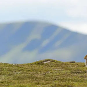 Mountain Hare (Lepus timidus) against mountains. Cairngorms National Park, Scotland, July