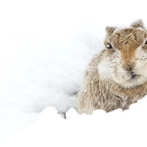 Mountain hare (Lepus timidus) resting Cairngorms, Scotland, March