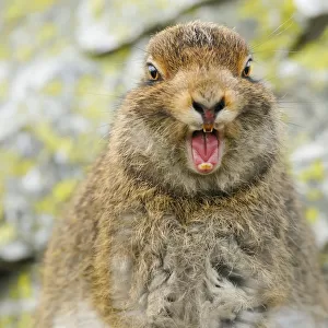Mountain Hare (Lepus timidus) sub-adult leveret yawning. Cairngorms National Park
