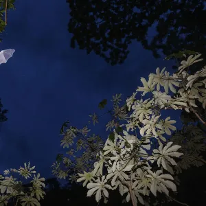 Mustached Bat (Pteronotus sp. ) flying at dusk, Calakmul Biosphere Reserve, Yucatan Peninsula