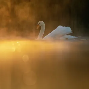 Mute swan (Cygnus olor) in early morning light. Valkenhorst nature reserve, Valkenswaard, The Netherlands. May