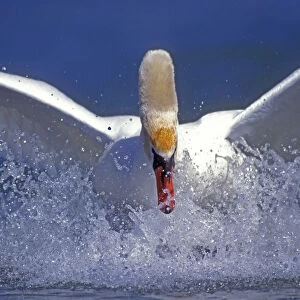 Mute swan landing on water {Cygnus olor} Switzerland