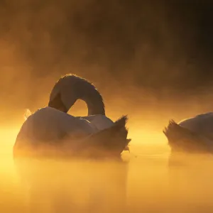 Mute swans (Cygnus olor) in early morning light. Valkenhorst nature reserve, Valkenswaard