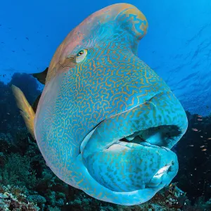 Napoleon wrasse (Cheilinus undulatus) on a coral reef. Ras Mohammed National Park, Sinai