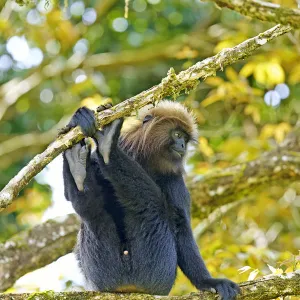 Nilgiri langur (Trachypithecus johnii) Anaimalai Mountain Range (Nilgiri hills)