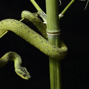 Nitsches bush Viper (Atheris nitschei) captive, from Uganda and Congo