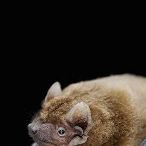 Noctule bat (Nyctalus noctula) Captive, UK