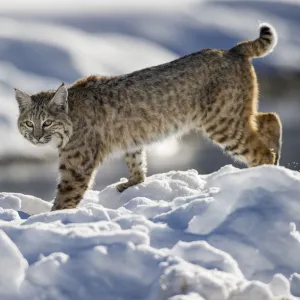 North American Bobcat (Lynx rufus) stalking along Madison River. Yellowstone National Park