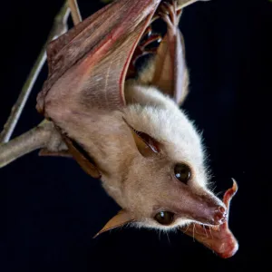 Northern blossom bat (Macroglossus minimus) hanging from a branch, Fogg Dam, Northern Territory, Australia