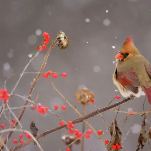 Northern Cardinal (Cardinalis cardinalis) female perched amid berries and seedheads