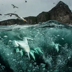 Northern gannets (Morus bassanus) diving for fish, split level shot, Shetland, Scotland, UK, September