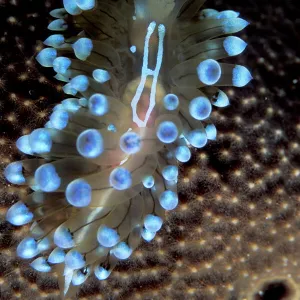 Sea Slug