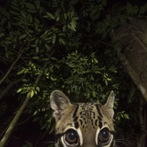 Ocelot (Leopardus pardalis) portrait. camera trap image, Nicoya Peninsula, Costa Rica