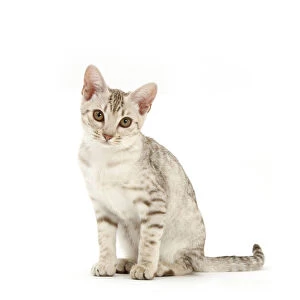 Cats (Domestic) Mouse Mat Collection: Ocicat