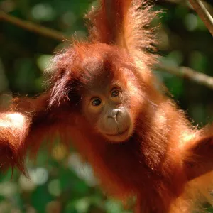 Orangutan