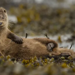 Otter (Lutra lutra) female grooming in seaweed, Mull, Scotland, England, UK, September