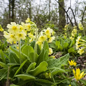 Oxlip (Primula elatior) growing in Shadwell Woods Reserve, Essex, England, UK, April