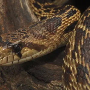 Snakes Mounted Art Print Collection: Gopher Snake