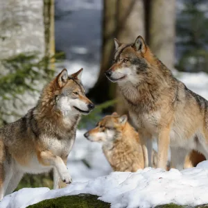 Pack of European grey wolves standing in snow (Canis lupus) captive