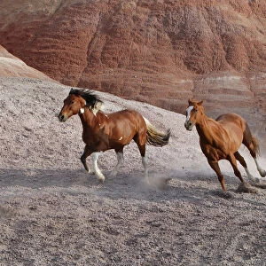 Two paint horses, a palomino and a sorrel quarter horse running, Flitner Ranch, Shell
