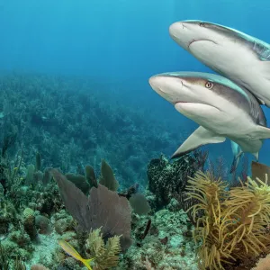 Pair of Caribbean reef sharks (Carcharhinus perezi) swim over a coral reef