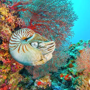 Palau chambered nautilus (Nautilus belauensis) in front of red Sea fan (Gorgonia) on a vibrant coral reef, Palau, Micronesia, Pacific Ocean