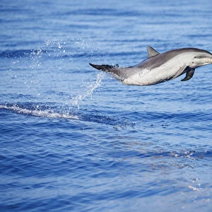 Pantropical spotted dolphin (Stenella attenuata), juvenile, leaping out of the ocean, Hawaii, Pacific Ocean