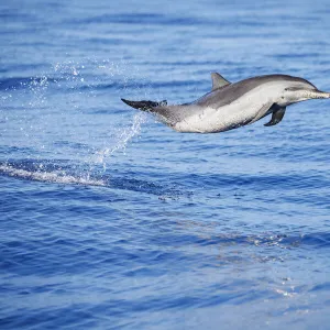 Pantropical spotted dolphin (Stenella attenuata), juvenile, leaping out of the ocean, Hawaii, Pacific Ocean