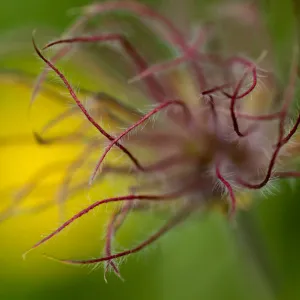 Pasque flower (Pulsatilla sp) seedhead, Liechtenstein, June 2009