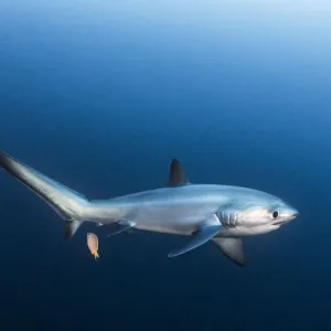 Pelagic thresher shark (Alopias pelagicus) being cleaned by a bluestreak cleaner wrasse