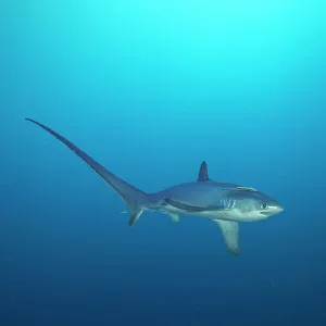 Pelagic thresher shark (Alopias pelagicus) swimming in open ocean, Malapascua Island, Philippines, Pacific Ocean