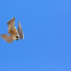 Peregrine falcon (Falco peregrinus) female, diving, Sagrada Familia Basilica, Barcelona, Spain. May