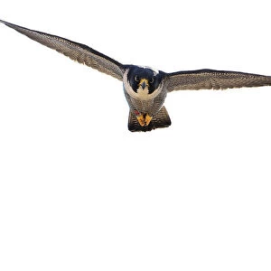 Peregrine falcon (Falco peregrinus) in flight, Sagrada Familia Basilica, Barcelona, Spain. April