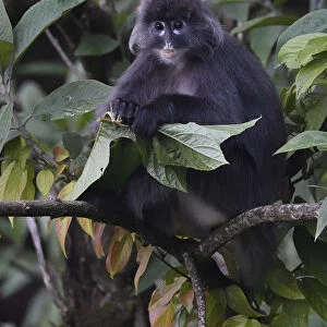 Phayres leaf monkey (Trachypithecus phayrei) siiting on a tree at He Xin Chang Forest reserve
