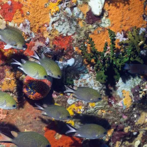 Philippines chromis (Chromis scotochiloptera) swimming in front of reef wall with sponges