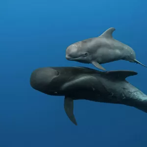 Delphinidae Collection: Short-finned Pilot Whale