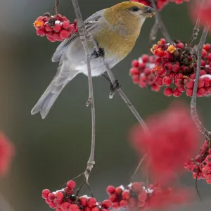 Pine Grosbeak (Pinicola enucleator) feeding on Rowan berries, Finland. October