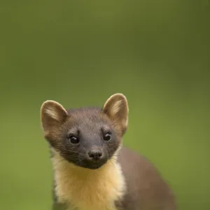 Pine marten (Martes martes) portrait, Ardnamurchan Peninsula, Scotland, August