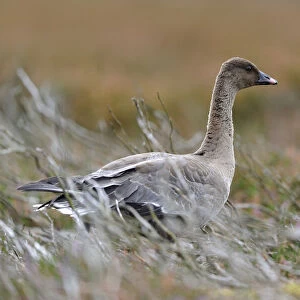 Geese Collection: Upland Goose