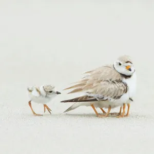 Piping Plover (Charadrius melodus) brooding three chicks with a fourth approaching, northern Massachusetts, USA.June. Endangered species