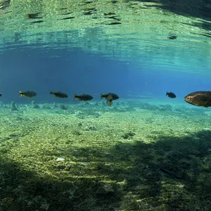 Piraputanga (Brycon hilarii) shoal, Rio Olhio d agua, tributary of Rio da Prata