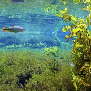 Piraputanga fish (Brycon hilarii) in underwater landscape, Aquario Natural, Rio Baia Bonito, Bonito area, Serra da Bodoquena (Bodoquena Mountain Range), Mato Grosso do Sul, Brazil