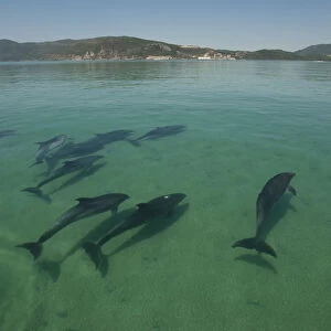 A pod of Bottlenose dolphins (Tursiops truncatus) swimming into the Sado river, Portugal