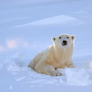 Polar bear (Ursus maritimus) female coming out the den. Wapusk National Park, Churchill