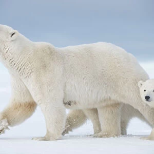 Polar bear (Ursus maritimus) sow with a pair of cubs walk on a barrier island during