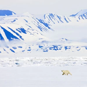 Polar bear (Ursus maritimus) Spitsbergen, Svalbard, Norway, June 2009