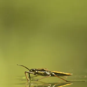 Pond skater (Gerris lacustris) on a pond, Hertfordshire, England, UK, June