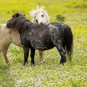 Two ponies mutual grooming, nuzzling in a field of buttercups (Ranunculus sp) Milborne Port, Somerset, England, UK. June