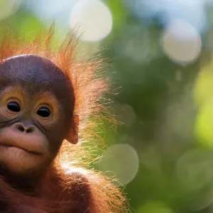 Orangutan