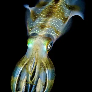 Bigfin Squid Over Coral Reef at Night Print Bigfin Squid Over Coral Reef at Night Print